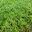 Thymus serphyllum albus - White Creeping Thyme