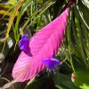 Tillandsia cyanea - Pink Quill - vibrant pink bracts and purple flowers