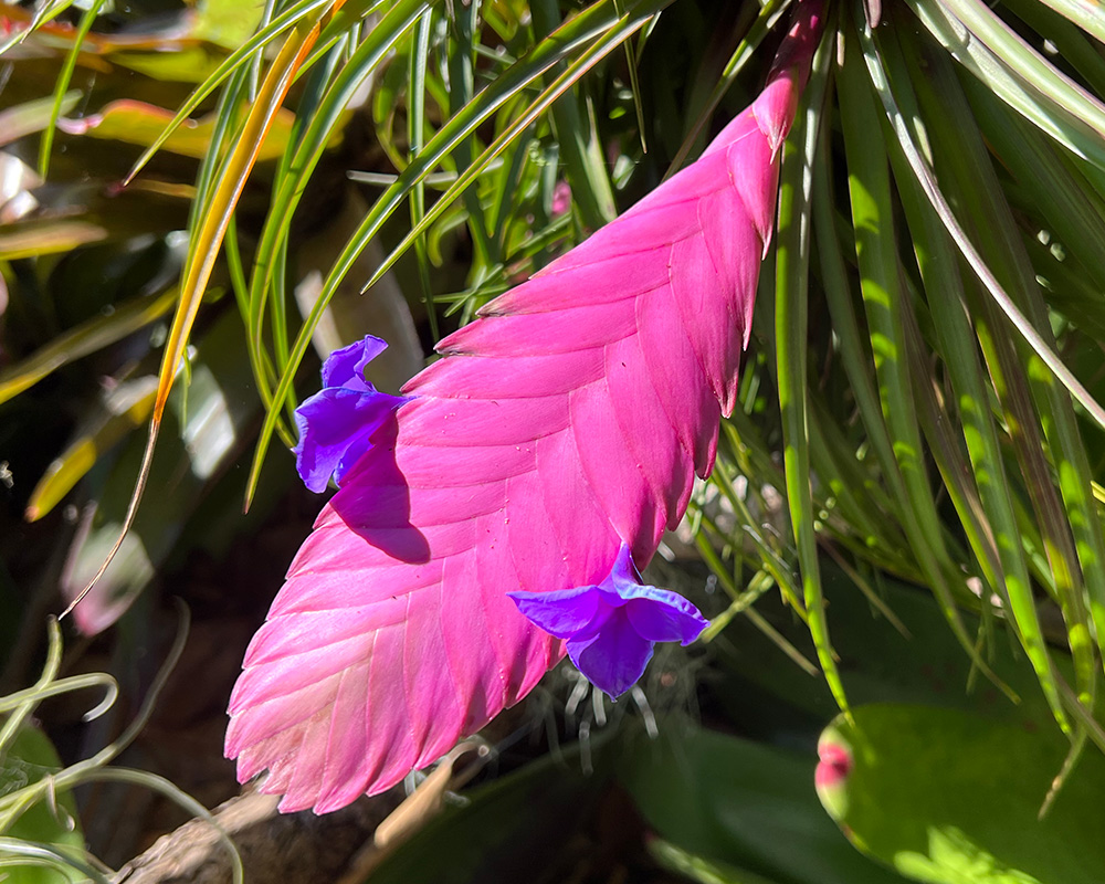 Tillandsia cyanea - Pink Quill - vibrant pink bracts and purple flowers