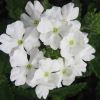 Verbena x hybrida - this is Superbean Bushy's white