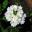 Verbena hybrid - this is Quartz White