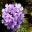 Verbena Seabrookes Lavender