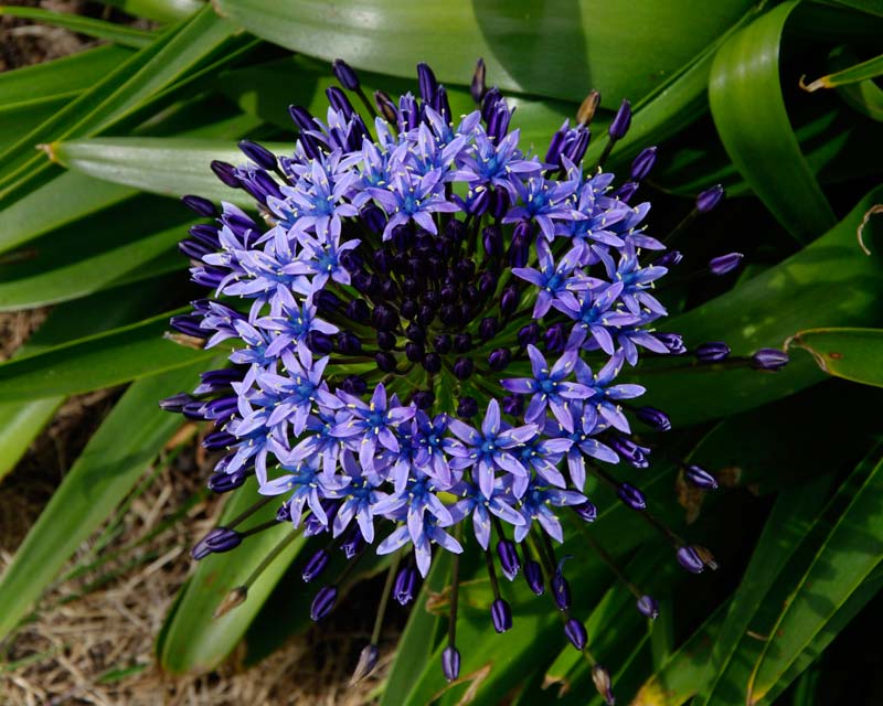Scilla peruviana - Peruvian lily Blue-mauve flowers open from outside inward