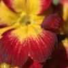Primula polyanthus - Primrose