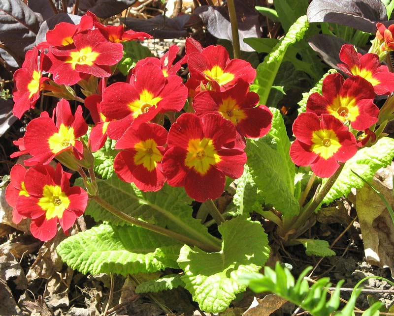 Primula Polyanthus Group - red flowers - photo Sue Welsh