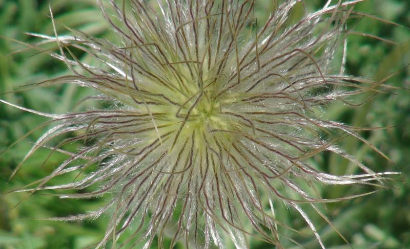 Pasque Flower - Pulsatilia vulgaris attractive fluffy seed heads