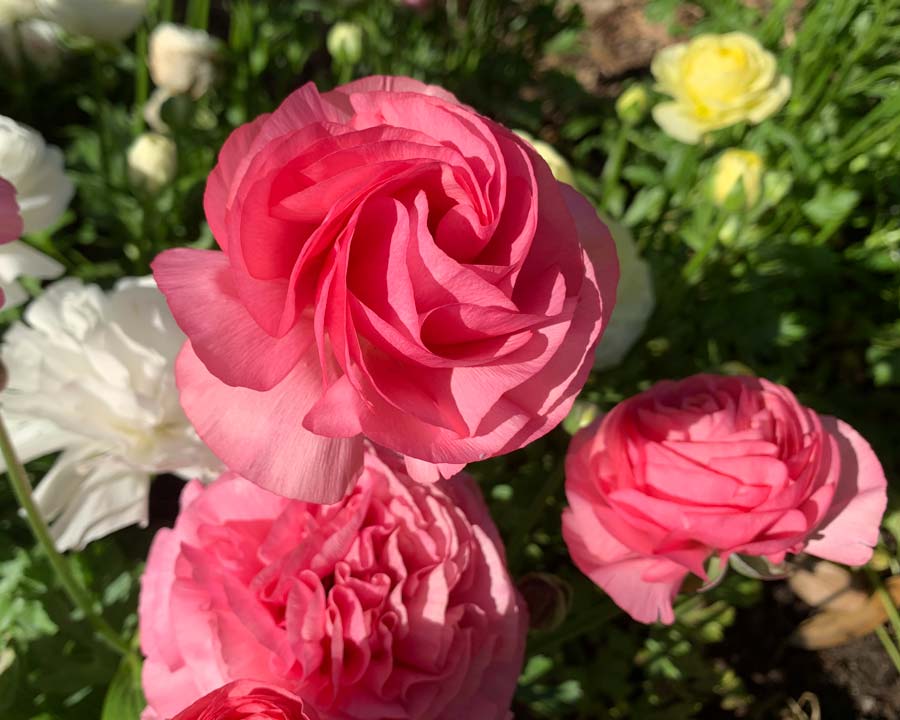 Ranunculus asiaticus, a double in Salmon Pink