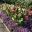 Ranunculus asiaticus Mache Mix