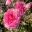 Ranunculus asiaticus Mache Mix