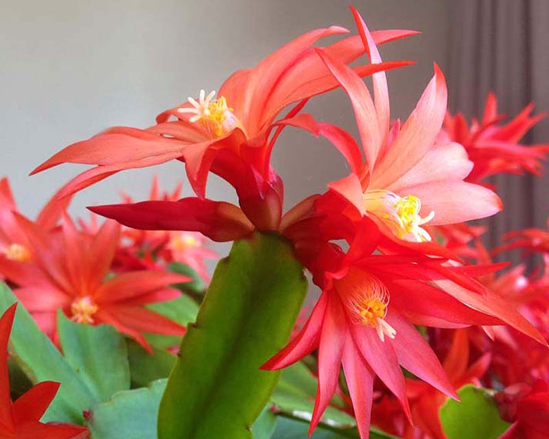Schlumbergera gaertneri, easter cactus in spectacular bloom