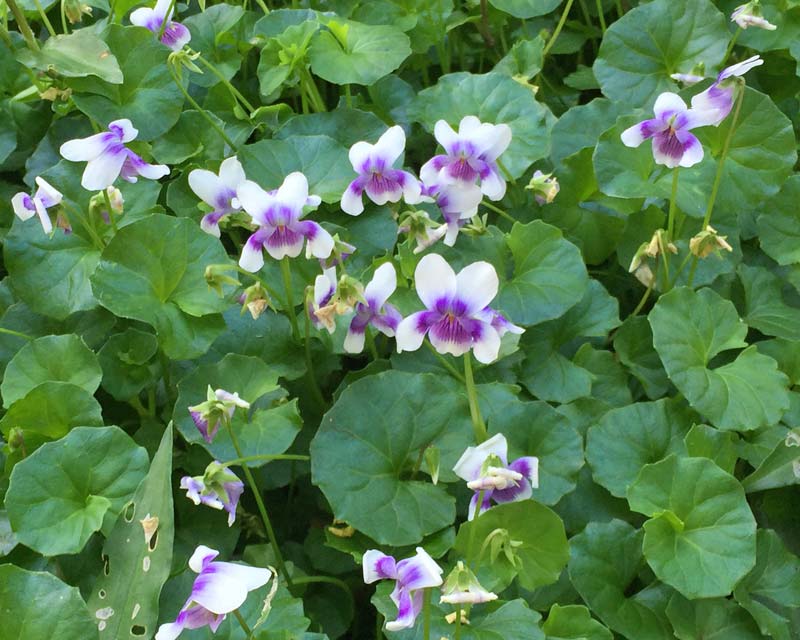 Viola banksii, Australian Native Violet also known as the trailing violet