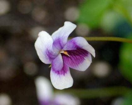 Viola banksii | GardensOnline
