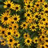 Rudbeckia - yellow daisy like flowers  brighten any garden border