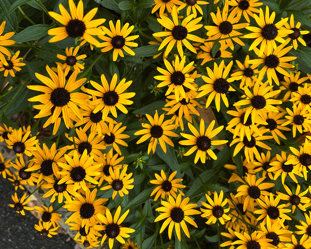 Rudbeckia - yellow daisy like flowers  brighten any garden border