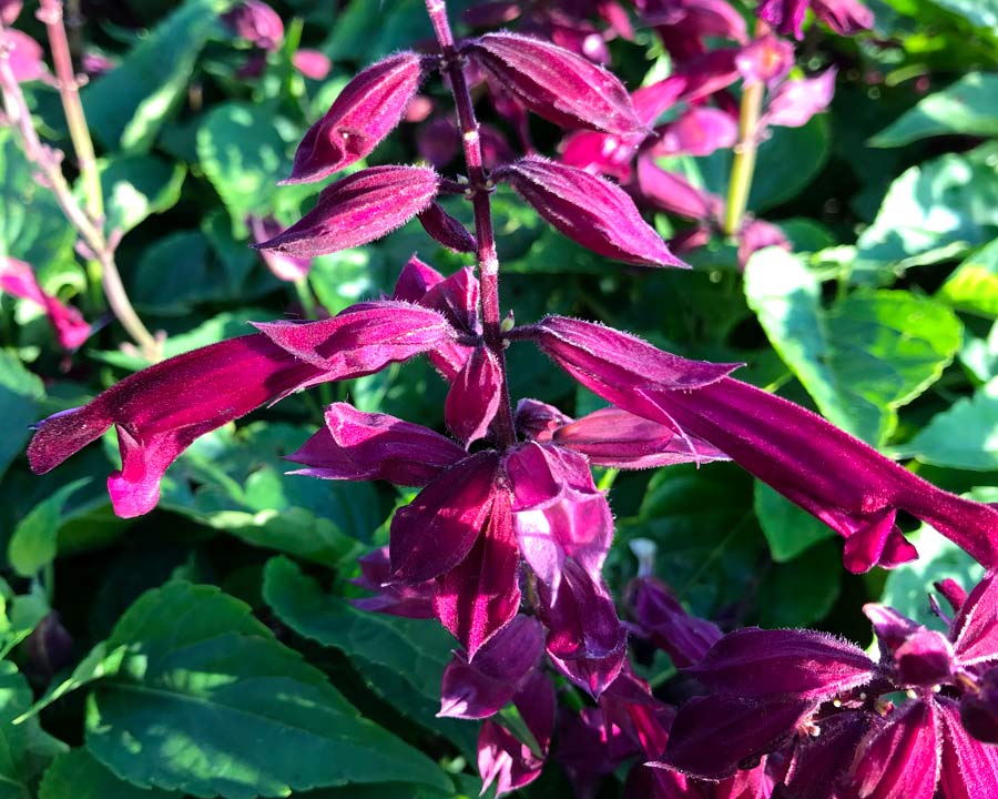 Salvia Go Go Purple