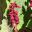 Salvia splendens var Van Houttei has duller red flowers