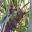 Elkhorn ferns - Platycerium bifurcatum - grow in groups unlike the staghorn ferns