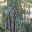 Platycerium bifurcatum - Elkhorn - grow on trees in rainforest environment