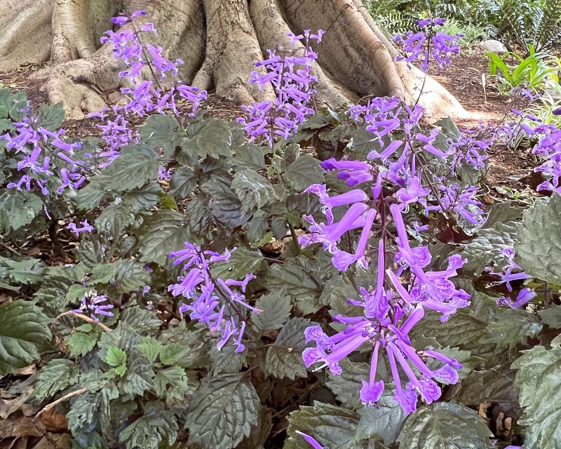 Plectranthus ecklonii purple - Cockspur Flower  - Sydney Botanic Gardens
