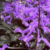 Plectranthus ecklonii purple
