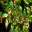 Cuphea ignea Variegata - the variegated form of the Cigar Plant