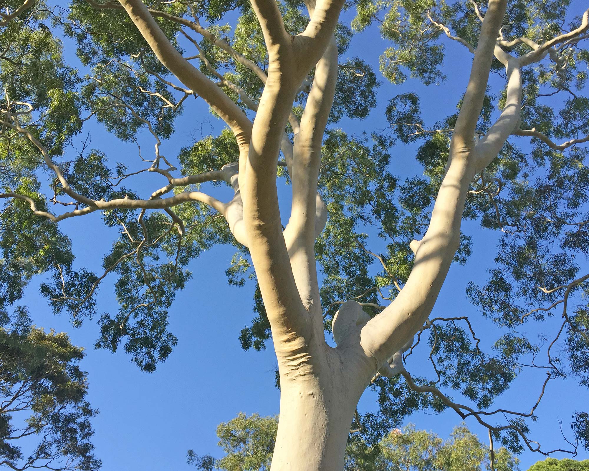 Wrinkles in the bark below the branches - Corymbia citriodora