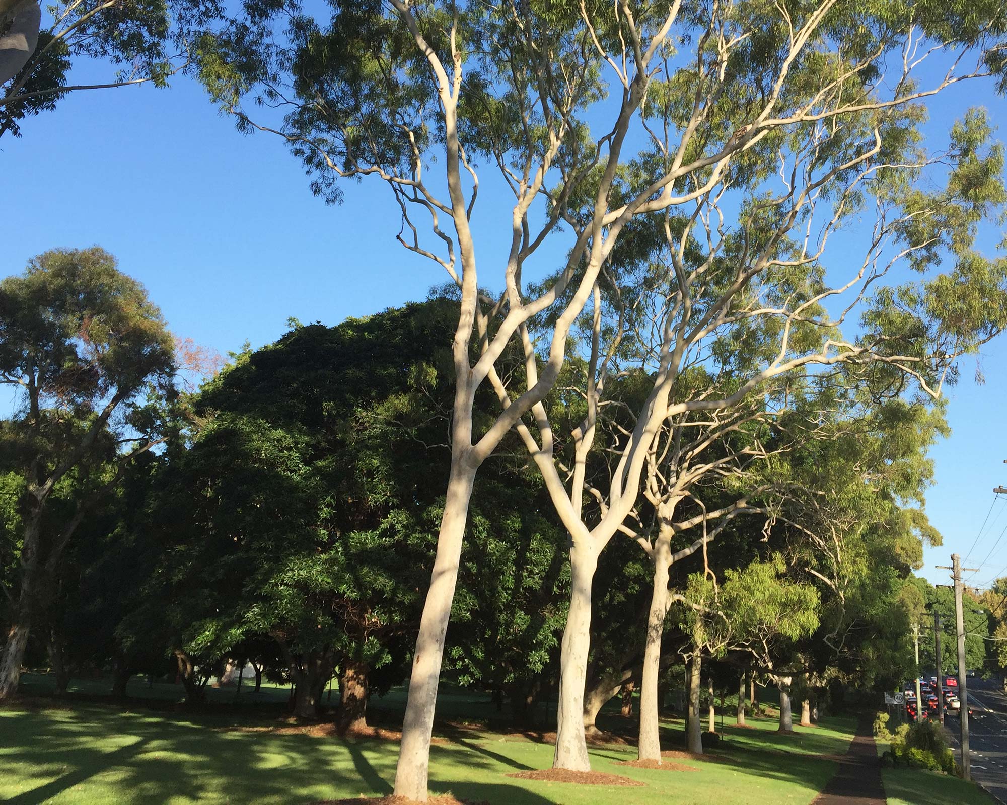 Corymbia citriodora - used as street trees in North Sydney