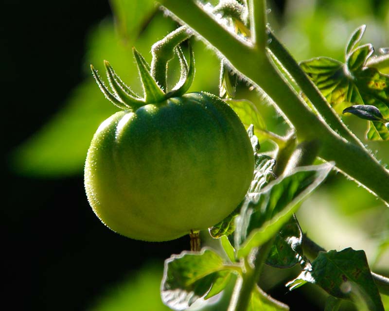 Lycopersicon esculentum - the everyday tomato