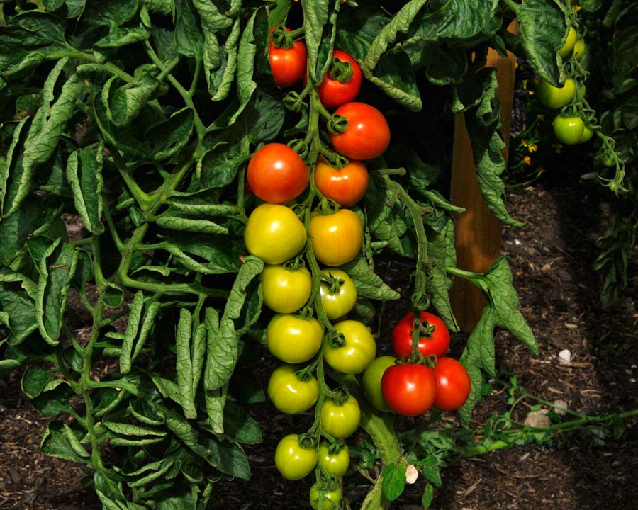 Lycopersicon esculentum Magic Mountain - trusses of sweet salad tomatoes