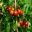 Lycopersicon esculentum Outdoor Girl - tasty small/medium size tomato - keep pruned for best crops