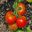 Lycopersicon esculentum Ailsa Craig - very tasty medium sized tomatoes