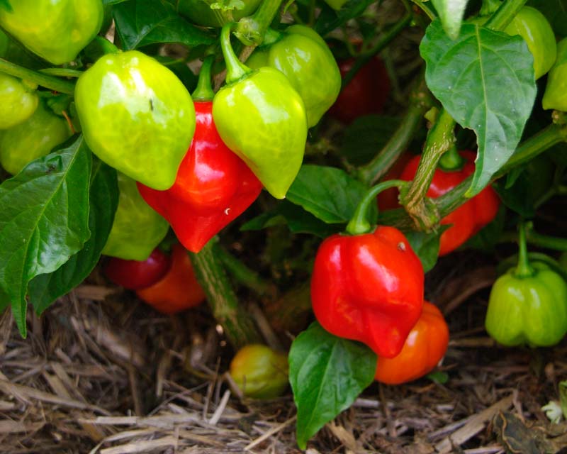 Capsicum annuum Habanero - many fruit are produced by a single plant the fruit turns from green to red as it ripens
