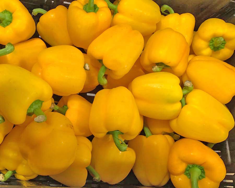 Capsicum annuum - Bell Peppers, Yellow variety
