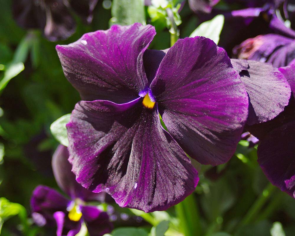 Viola wittrockiana - there are many different colour hybrids - these have deep purple petals.
