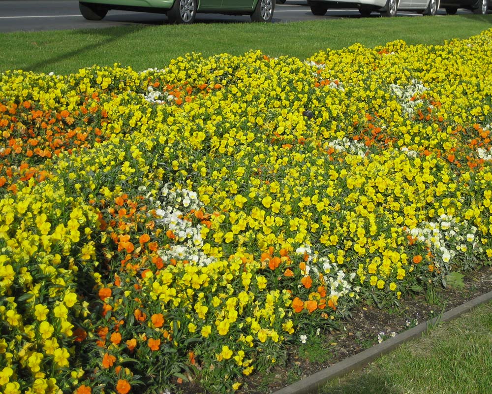 Pansies planted en masse make an amazing display of dense colour