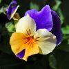 Viola wittrockiana - there are many different colour hybrids - these tri-colour flowers have blue, white and orange petals.