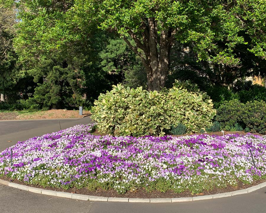 Border display of Viola wittrockiana Magic Lilac Shades in the Sydney Botanic Gardens