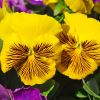 Viola wittrockiana - there are many different colour hybrids - these have yellow petals with black markings.