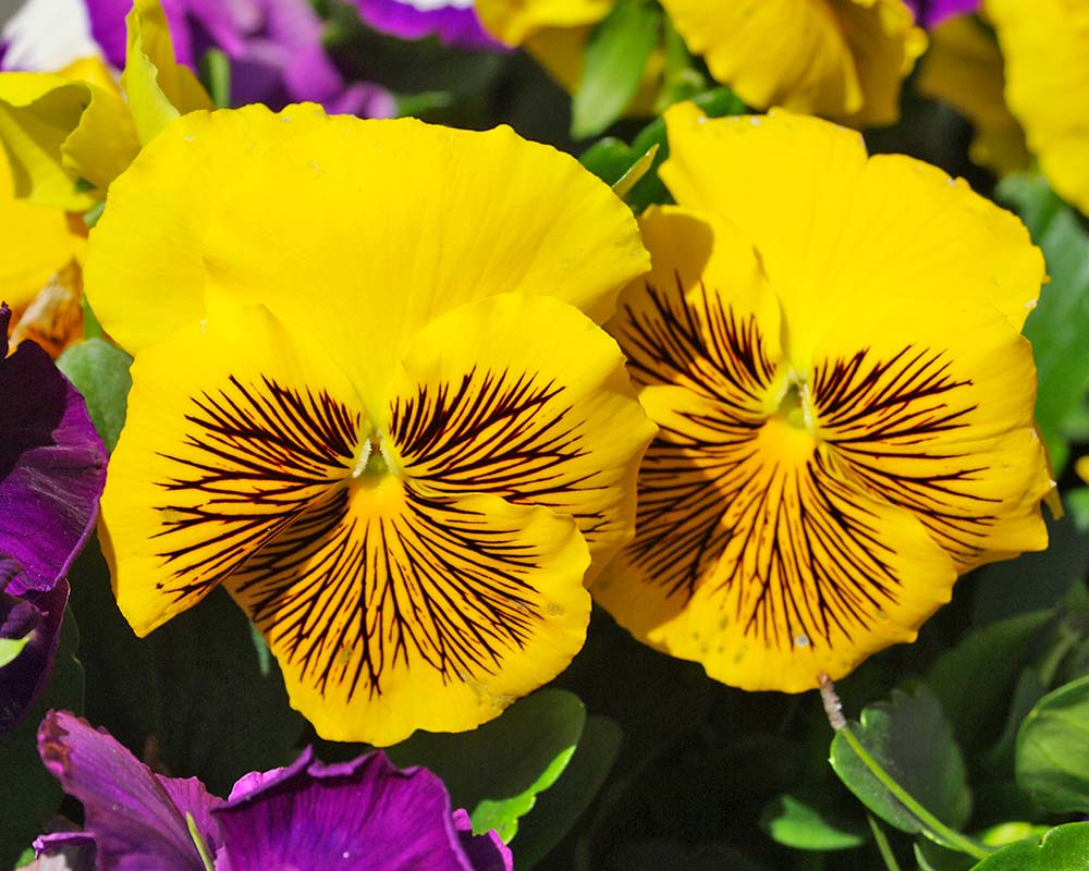 Viola wittrockiana - there are many different colour hybrids - these have yellow petals with black markings.