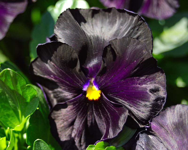 Viola wittrockiana - there are many different colour hybrids - these have almost black petals.