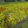 Pansies planted en masse make an amazing display of dense colour