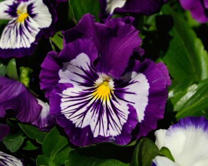 Viola wittrockiana - there are many different colour hybrids - these have blue petals with white markings.