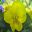 Viola wittrockiana - wonder deep yellow flowers
