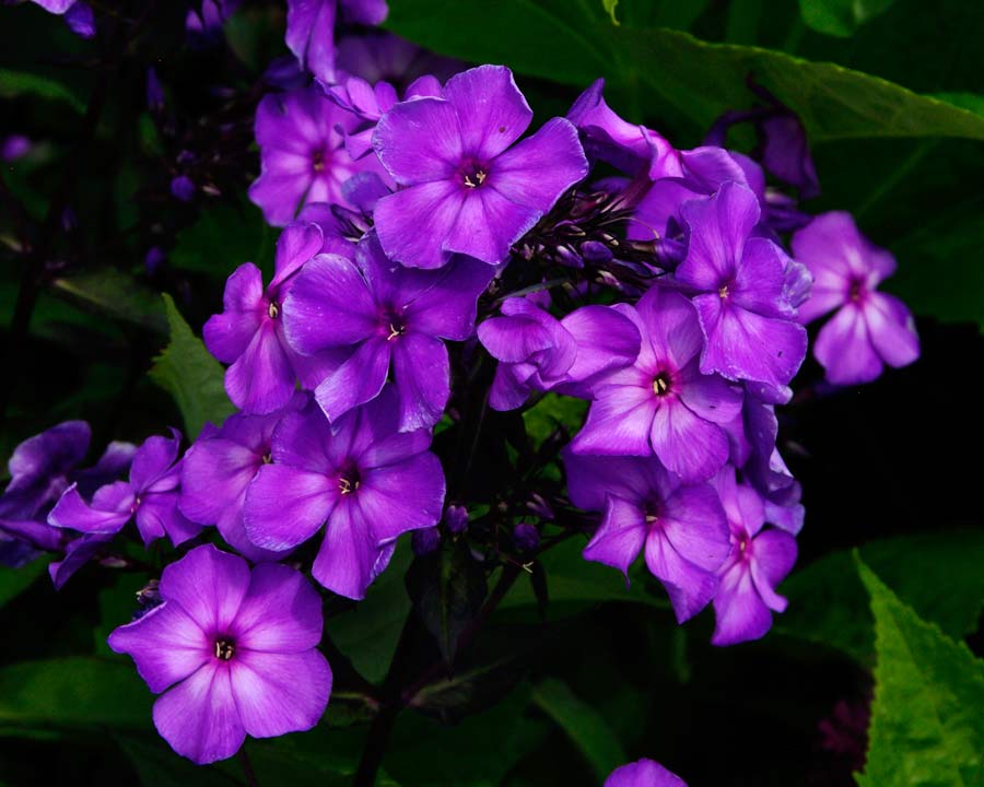 Phlox paniculata 'Blue Evening' - clusters of violet flowers