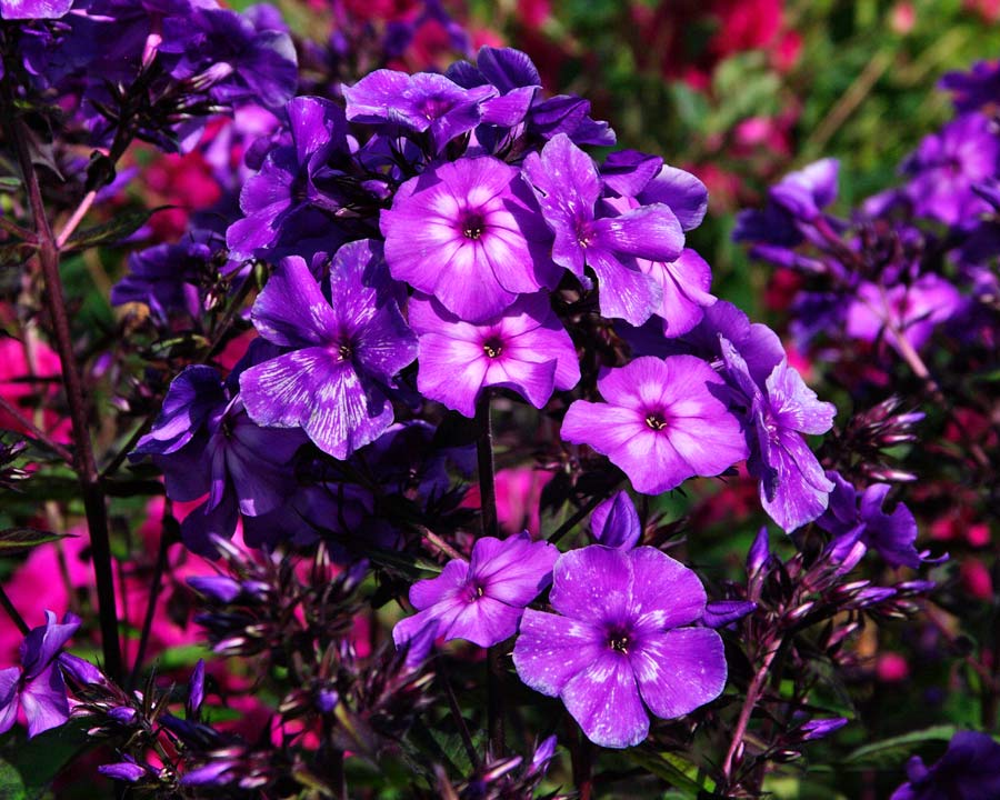 Phlox paniculata 'Blue Paradise' -clusters of violet flowers with central white markings
