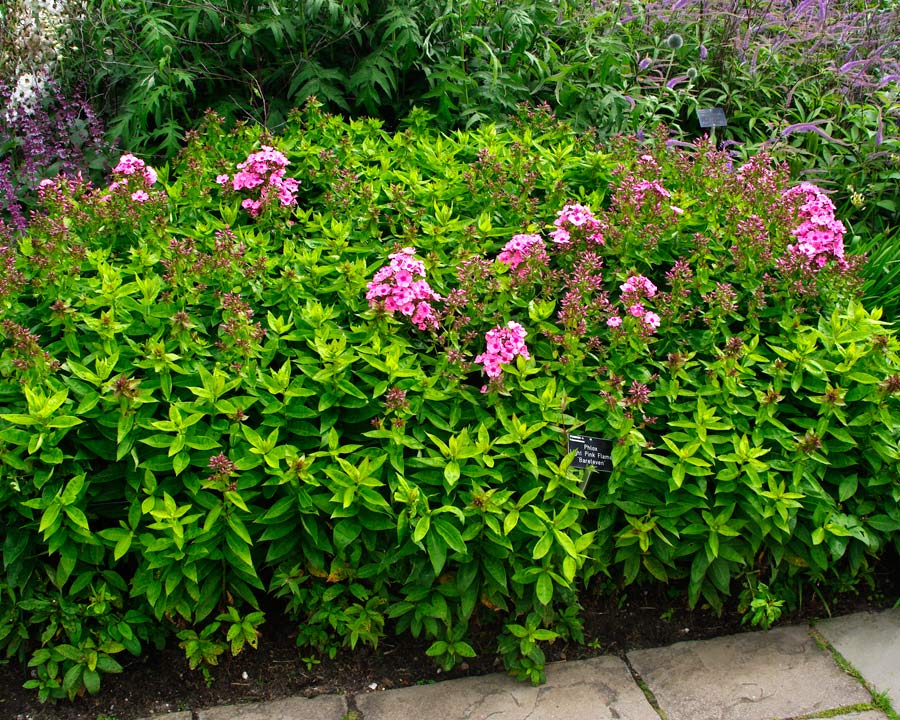 Phlox paniculata Flame™ Bareleven is a dwarf variant - pink flowers