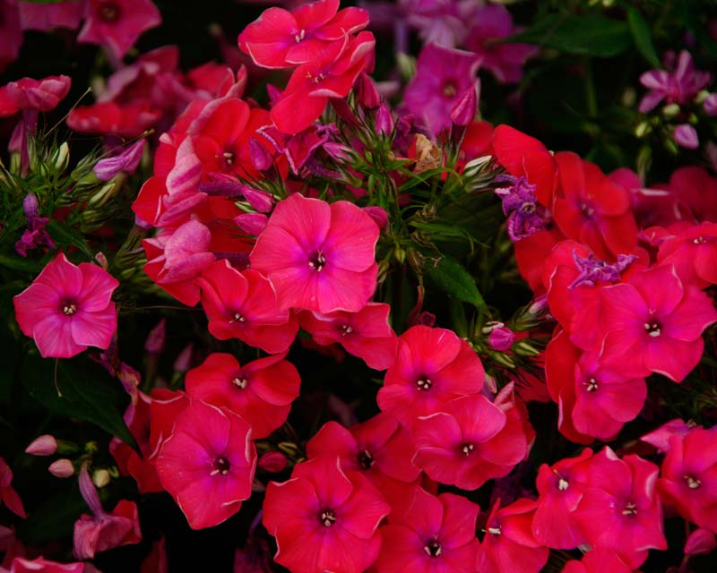 Phlox paniculata Flame™Coral has vibrant coral red flowers