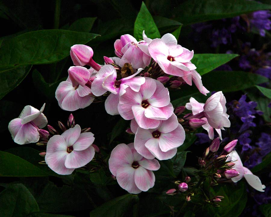 Phlox paniculata 'Mother of Pearl' - delicate white and pink flowers