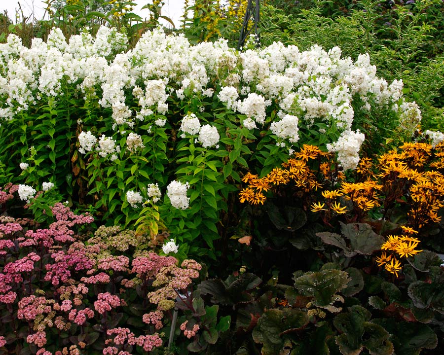 A colourful combination of Phlox, Sedum and Ligularia - Wisley Flower borders