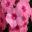 Phlox 'Light Pink Flame Bareleven' a very good dwarf form